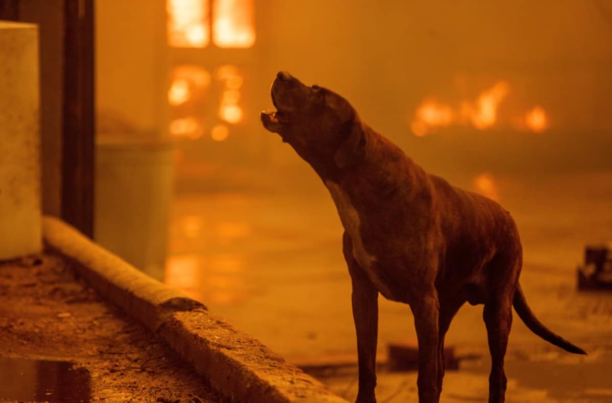 One LICK at a Time: How the Pasadena Humane is Combating the Effects of the Eaton Fire