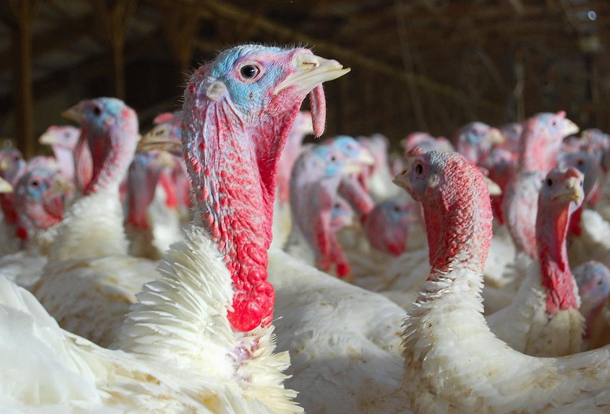 Ellworth Turkeys